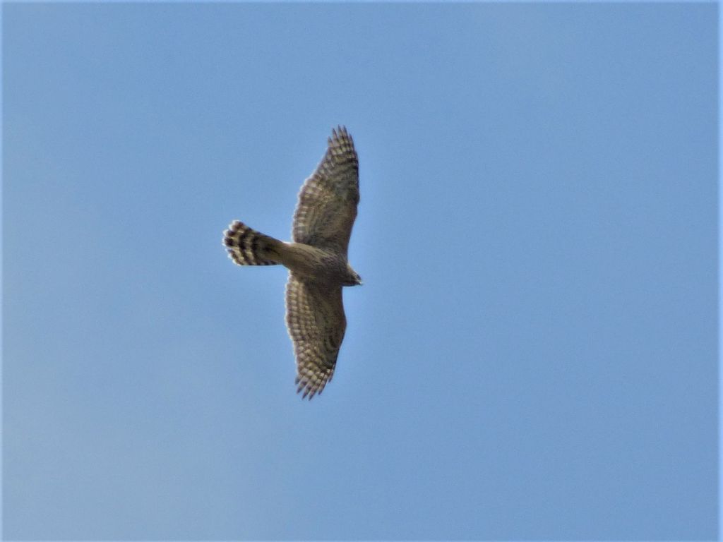 Astore (Accipiter gentilis)